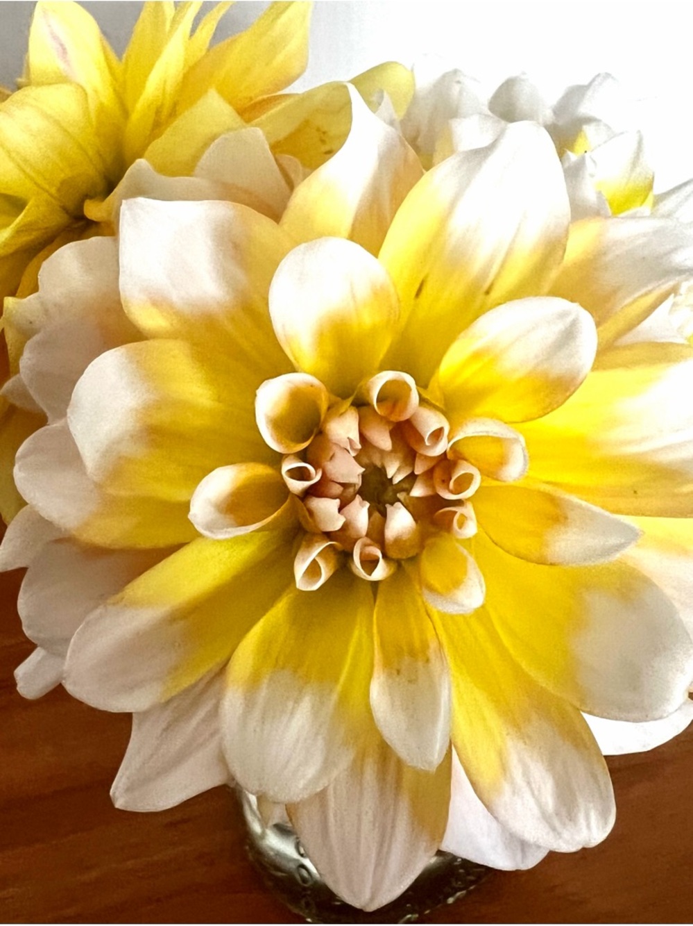 Dahlia “Seattle” Tuber